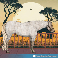 Horse Color:Palomino Ice Roan Rabicano
