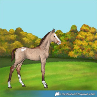 Horse Color:Chocolate Bay Dun Splash Appaloosa Brindle 