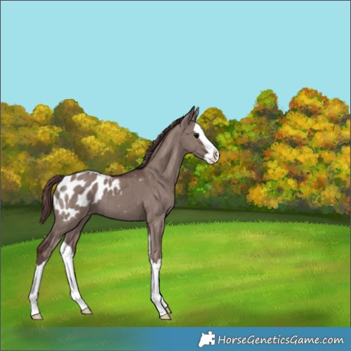 Horse Color:Chocolate Grullo Splash Blanket Brindle 