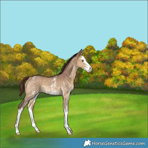 Horse Color:Chocolate Buckskin Dun Sabino Splash 