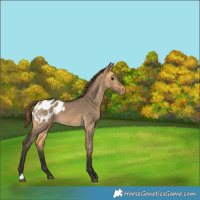 Horse Color:Buckskin Dun Appaloosa 