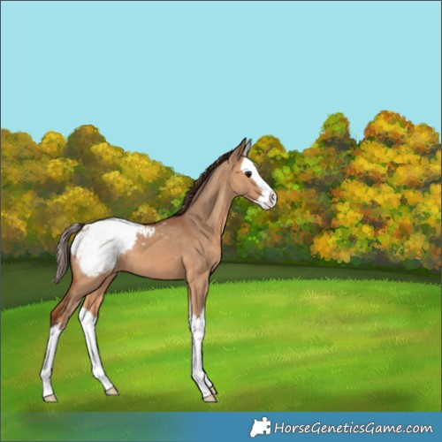 Horse Color:Bay Dun Splash Snowcap 