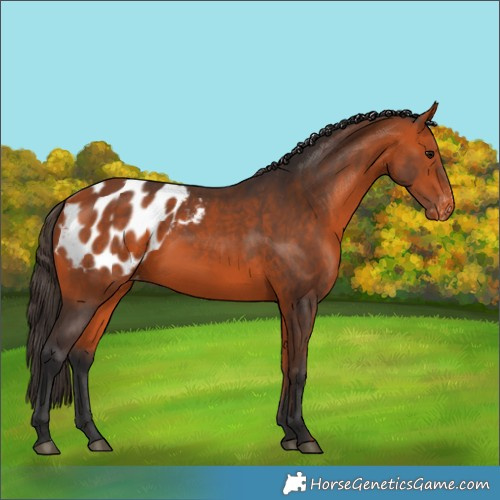 Horse Color:Bay Appaloosa 