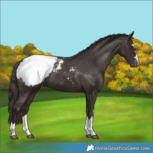 Horse Color:Liver Chestnut Snowcap 