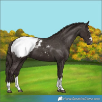 Horse Color:Liver Chestnut Snowcap 