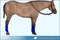 Horse Color:Liver Red Dun  and Liver Red Dun 