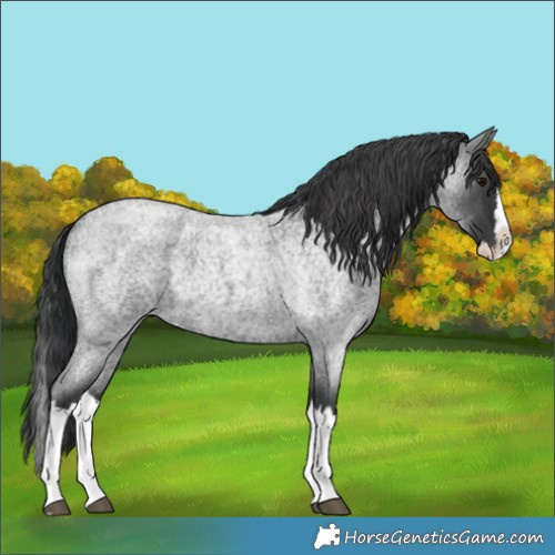 Horse Color:Blue Roan Splash