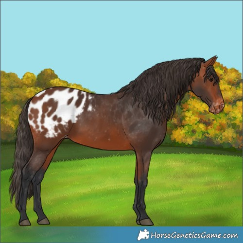 Horse Color:Bay Blanket 