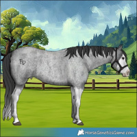 Horse Color:Blue Roan Splash 