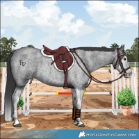 Horse Color:Blue Roan Splash 