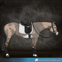 Horse Color:Liver Red Dun  and Grullo 