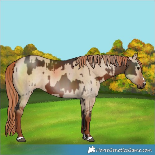 Horse Color:Liver Chestnut and Red Dun