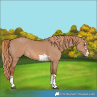 Horse Color:Red Dun and Red Dun