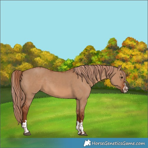 Horse Color:Red Dun and Red Dun