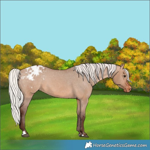 Horse Color:Silver Brown Dun Appaloosa 