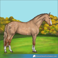 Horse Color:Red Dun  and Red Dun 