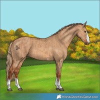 Horse Color:Red Dun  and Red Dun 