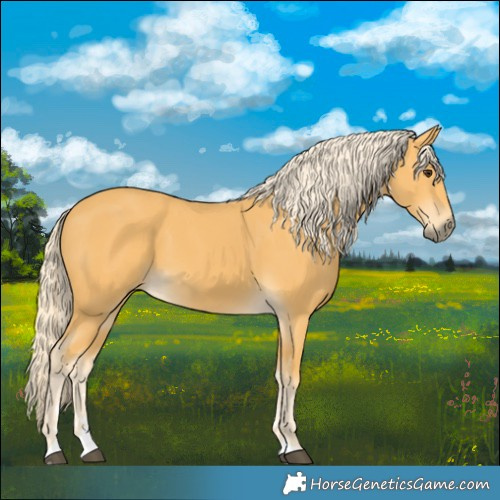 Horse Color:Palomino 