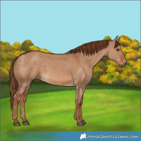 Horse Color:Red Dun  and Red Dun 