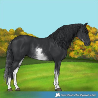 Horse Color:White Spotted Black 
