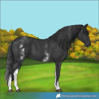 Horse Color:White Spotted Black