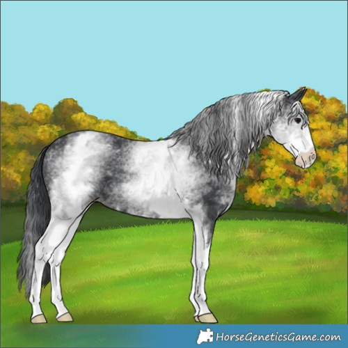 Horse Color:White Spotted Black 