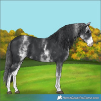Horse Color:White Spotted Black 