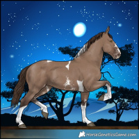 Horse Color:Liver Red Dun Sabino Tobiano Appaloosa