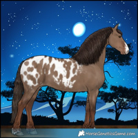 Horse Color:Liver Red Dun Sabino Appaloosa 