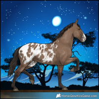 Horse Color:Liver Red Dun Sabino Appaloosa Rabicano 