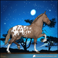 Horse Color:Liver Red Dun Sabino Tobiano Appaloosa Rabicano 