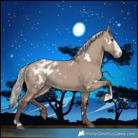 Horse Color:White Spotted Silver Grullo Sabino Appaloosa 