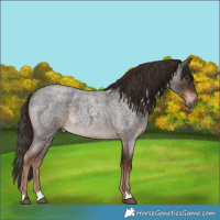 Horse Color:Liver Red Roan 