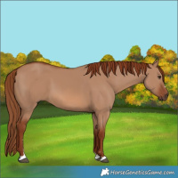Horse Color:Unknown 