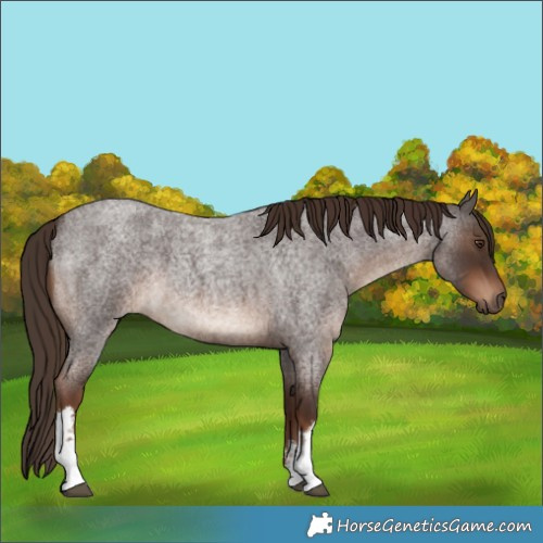 Horse Color:White Spotted Liver Red Roan