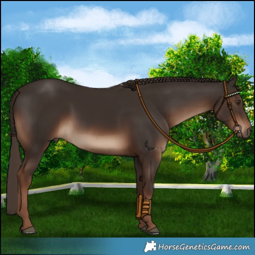 Horse Color:White Spotted Liver Chestnut 