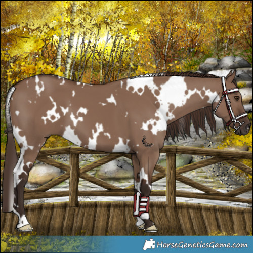 Horse Color:White Spotted Liver Red Dun 