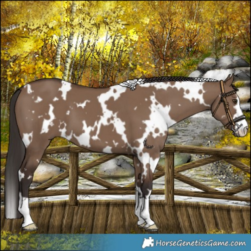 Horse Color:White Spotted Liver Red Dun 
