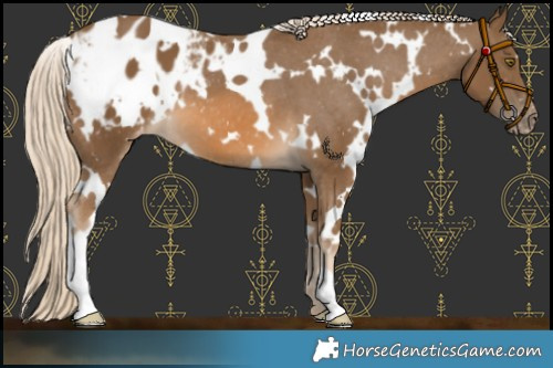 Horse Color:White Spotted Chocolate Palomino Appaloosa 