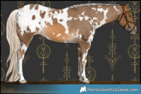 Horse Color:White Spotted Chocolate Palomino Blanket 