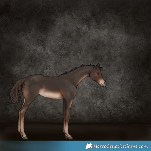 Horse Color:White Spotted Liver Chestnut 