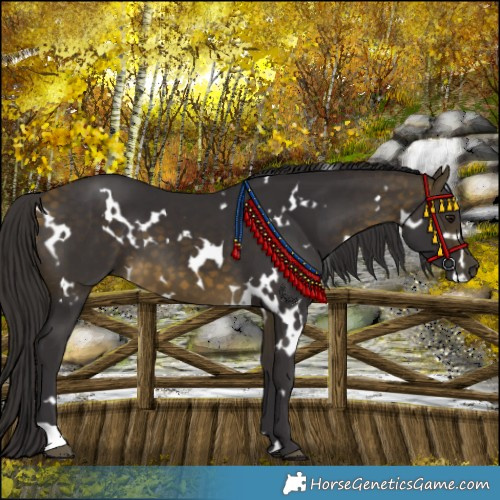 Horse Color:White Spotted Buckskin 