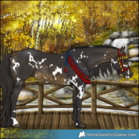Horse Color:White Spotted Buckskin 