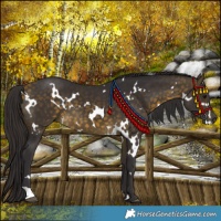 Horse Color:White Spotted Buckskin 