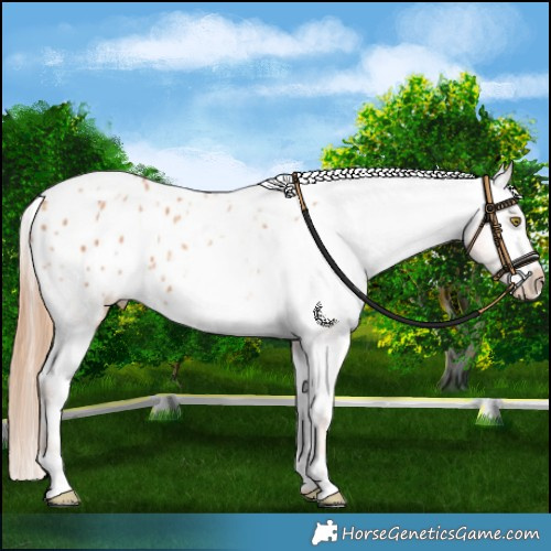 Horse Color:White Spotted Gold Champagne Blanket 