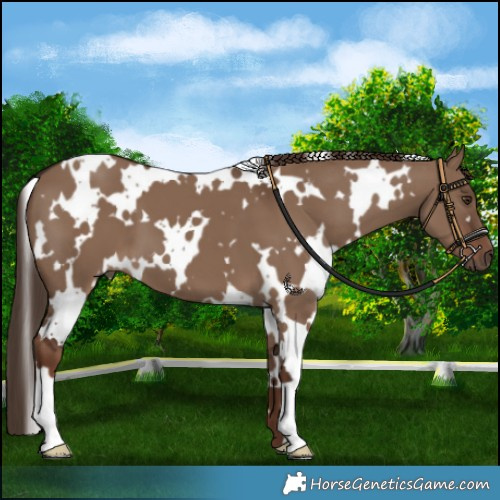 Horse Color:White Spotted Liver Red Dun 