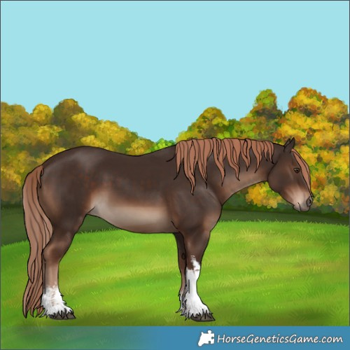 Horse Color:White Spotted Liver Chestnut 