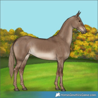 Horse Color:White Spotted Liver Red Dun 