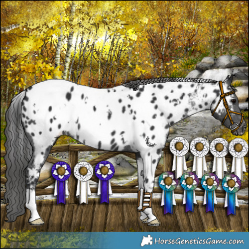 Horse Color:White Spotted Black Appaloosa 