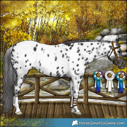 Horse Color:White Spotted Black Appaloosa